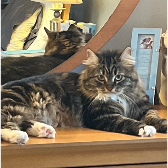 Meet your Posher, Amanda - Picture 1 of 1